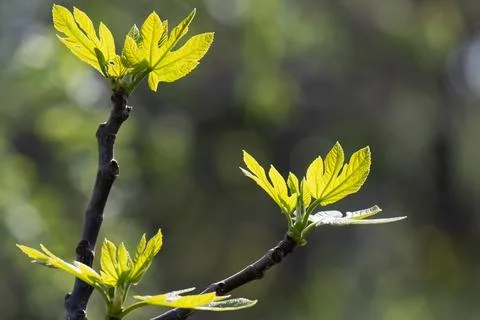Spring fresh grape leaf sun lightens blur background Stock Photos
