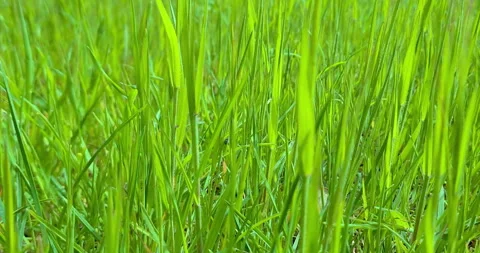 Spring, fresh green grass waving with bottom view point, concept of spring Video stock 282870621