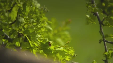 Spring Fresh Green Leaves Dancing In The Breeze. Vídeos de archivo 107383426
