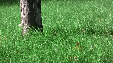 Spring fresh lawn grass swaying in the wind at an apple tree trunk in the garden Vídeos de archivo 1099154