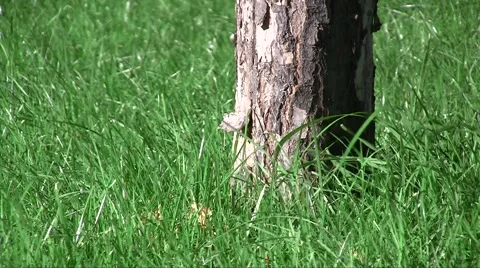 Spring fresh lawn grass swaying in the wind at an apple tree trunk in the garden Vídeos de archivo 1099155