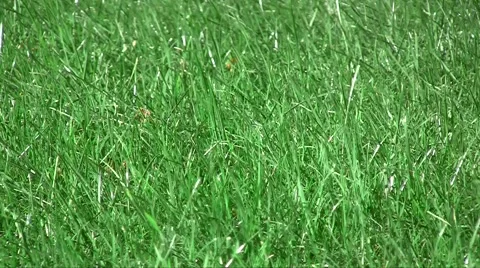 Spring fresh lawn grass swaying in the wind in the garden Vídeos de archivo 1099156