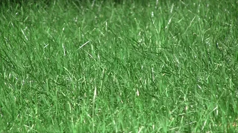 Spring fresh lawn grass swaying in the wind in the garden Vídeos de archivo 1099161