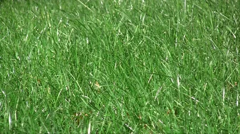Spring fresh lawn grass swaying in the wind in the garden Vídeos de archivo 1099162