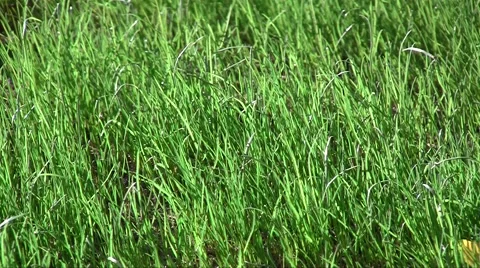 Spring fresh lawn grass swaying in the wind in the garden Vídeos de archivo 1099164