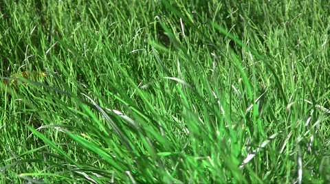 Spring fresh lawn grass swaying in the wind in the garden Vídeos de archivo 1099165