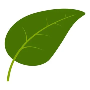 Spring fresh leaf, Simple green leaf vector with veins clean 스톡 일러스트