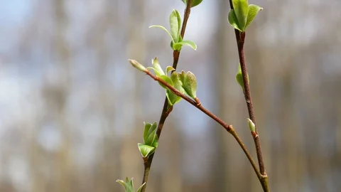 Spring fresh leaves in forest Stock Footage 95000906