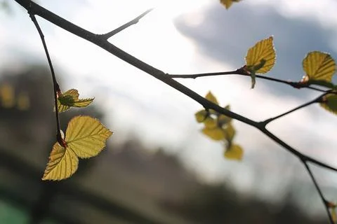 Spring fresh leaves on a tree sunset various objects of the summer season ... Foto stock