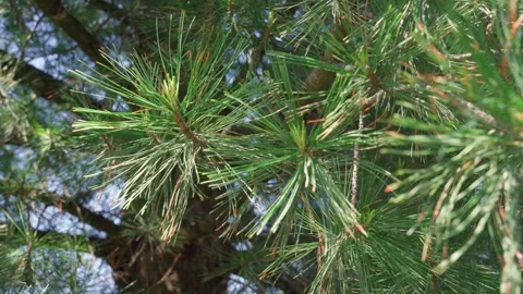 Spring Fresh Sprouts of Siberian Cedar. Stock Footage 310669583