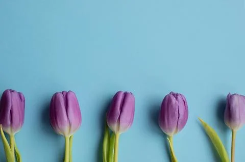 Spring fresh tulips on blue background for mother's day, valentine greetingcard Stock Photos