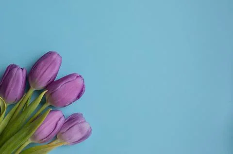 Spring fresh tulips on blue background for mother's day, valentine greetingcard Stock Photos