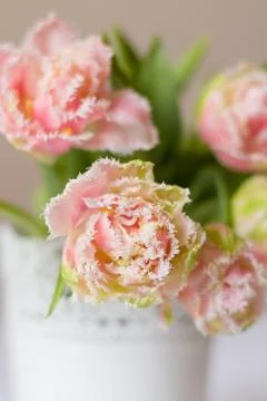 Spring fresh tulips Stock Photos