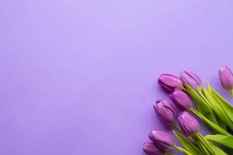 Spring fresh tulips on violet background for mother's day, valentine Stock Photos