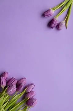 Spring fresh tulips on violet background for mother's day, valentine Stock Photos
