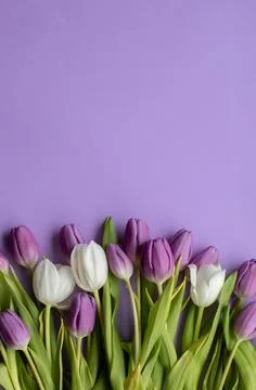 Spring fresh tulips on violet background for mother's day, valentine Stock Photos