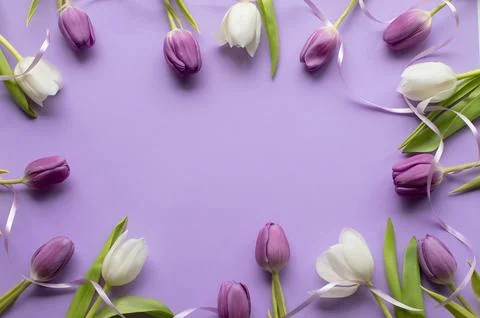 Spring fresh tulips on violet background for mother's day, valentine Stock Photos