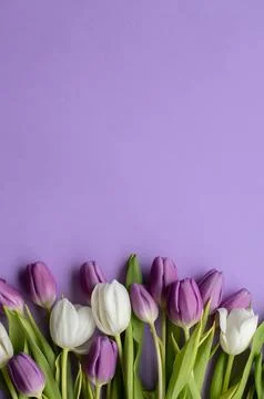 Spring fresh tulips on violet background for mother's day, valentine Stock Photos