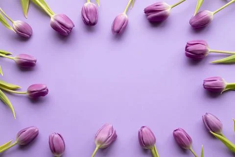 Spring fresh tulips on violet background for mother's day, valentine Stock Photos