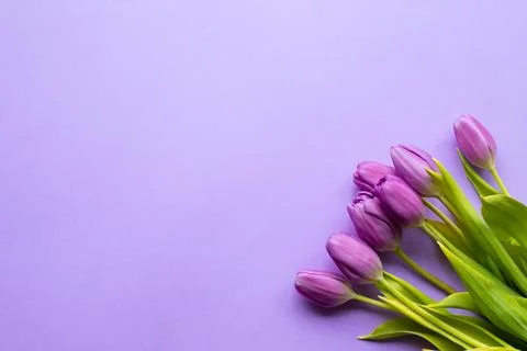 Spring fresh tulips on violet background for mother's day, valentine Stock Photos