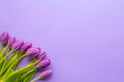 Spring fresh tulips on violet background for mother's day, valentine Stock Photos