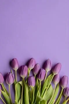 Spring fresh tulips on violet background for mother's day, valentine Stock Photos