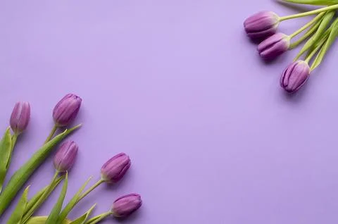 Spring fresh tulips on violet background for mother's day, valentine Stock Photos