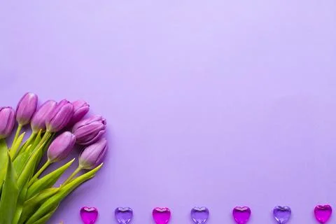 Spring fresh tulips on violet background for mother's day, valentine Stock Photos