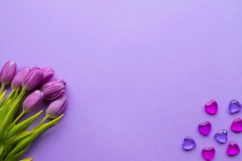 Spring fresh tulips on violet background for mother's day, valentine Stock Photos