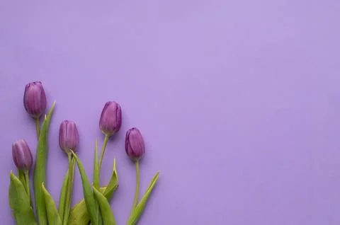 Spring fresh tulips on violet background for mother's day, valentine Stock Photos