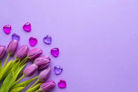 Spring fresh tulips on violet background for mother's day, valentine Stock Photos