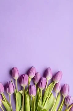 Spring fresh tulips on violet background for mother's day, valentine Stock Photos