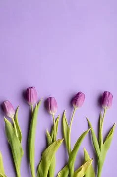 Spring fresh tulips on violet background for mother's day, valentine Stock Photos