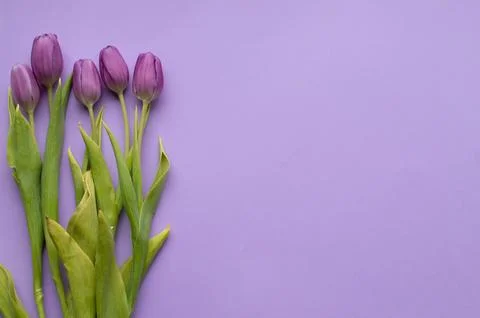 Spring fresh tulips on violet background for mother's day, valentine Stock Photos