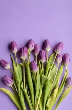 Spring fresh tulips on violet background for mother's day, valentine Stock Photos