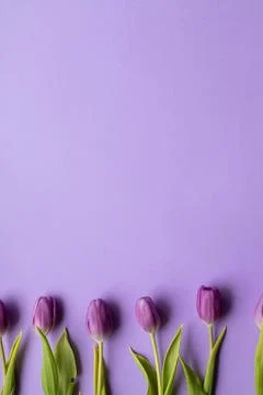 Spring fresh tulips on violet background for mother's day, valentine Stock Photos