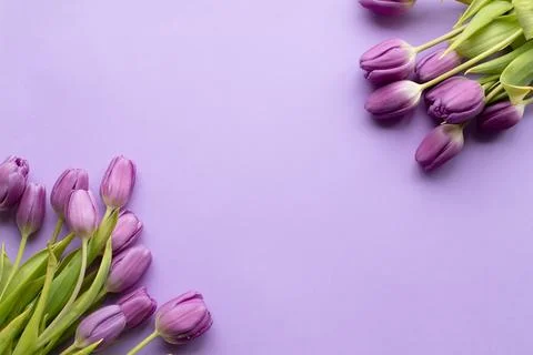 Spring fresh tulips on violet background for mother's day, valentine Stock Photos