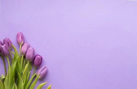 Spring fresh tulips on violet background for mother's day, valentine Stock Photos