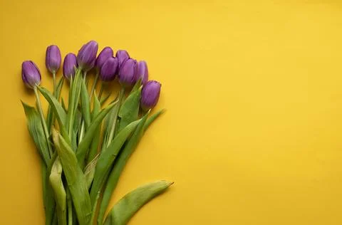 Spring fresh tulips on yellow background for mother's day, valentine Stock Photos