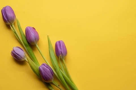 Spring fresh tulips on yellow background for mother's day, valentine Stock Photos