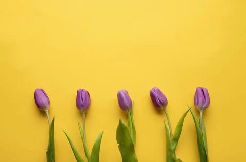 Spring fresh tulips on yellow background for mother's day, valentine Stock Photos