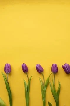 Spring fresh tulips on yellow background for mother's day, valentine Stock Photos