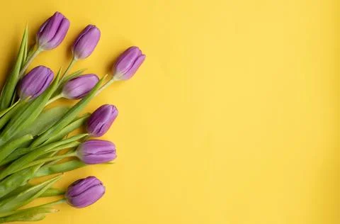 Spring fresh tulips on yellow background for mother's day, valentine Stock Photos