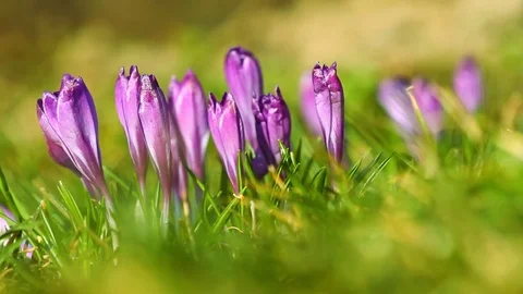 Spring fresh violet crocuses on the grass Stock-Footage 69915991