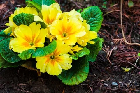 Spring, freshly planted flowers at back yard Stock Photos