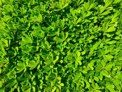 Spring freshness of foliage. Stock Photos