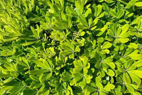 Spring freshness of foliage. Stock Photos