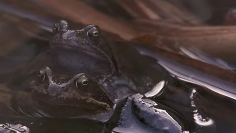 Spring frogs showing typical mating clasp in pond Stock Footage 329680327