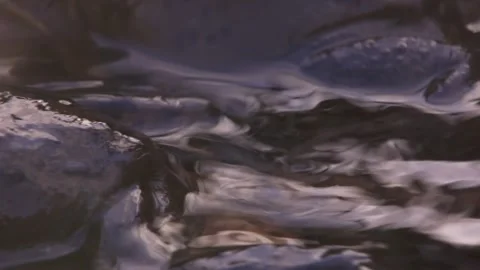 Spring frogs showing typical mating clasp in pond Stock Footage 329680330