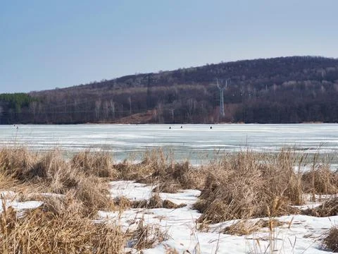 Spring frozen river, thin ice with fishermen on it, dry yellow reeds on a sunny Stock Photos
